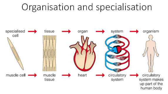 <p>What is the order of organisation of specialisation?</p>