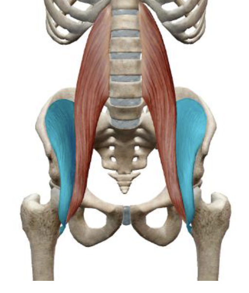 <p>What is the name, origin, and insertion of this muscle?</p>