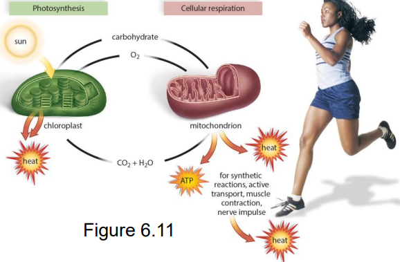 <p>Process by which cells convert glucose and oxygen into energy (ATP), carbon dioxide, and water.</p><p></p>