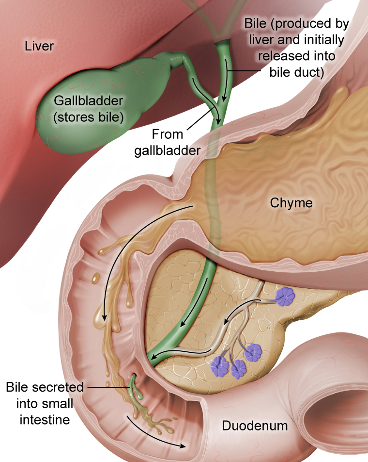 <p>glands whose secretions release onto exterio body surface ex skin or inner lung surface</p><p>ex. tears secreted on eyes surface from lacrimal glands</p><p>bile secreted from liver [exocrine gland] into bile duct → released into duodenum [dig tract communicate w exterior of body]</p>