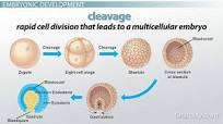 <p>zygote cleavage</p>