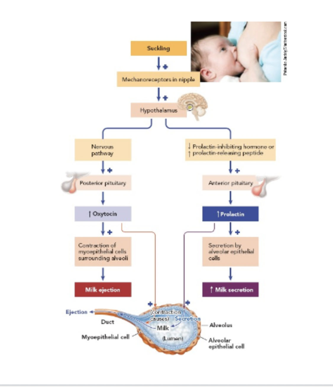 <p>it stimulates milk release from the breast</p>
