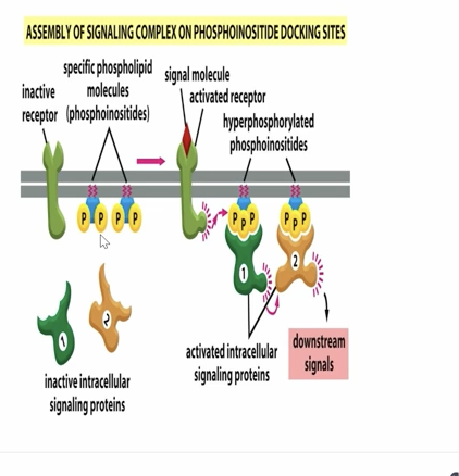 <p>When a ligand binds a receptor tyrosine kinase, the receptor becomes activated and recruits enzymes such as PI3K that phosphorylate membrane phosphoinositides. These phosphorylated lipids serve as docking sites for cytoplasmic signaling proteins, allowing them to assemble at the membrane and generate downstream signaling. Lipid rafts help concentrate receptors and phosphoinositides to make this process more efficient.</p>