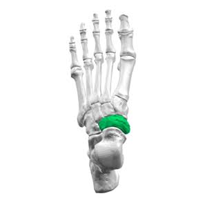 <p>The small, boat-shaped tarsal bone located on the medial (inner) side of the midfoot that helps maintain the foot's arch and stability</p>