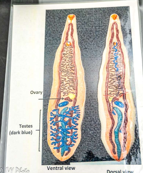 <p><strong>Phylum:</strong> Platyhelminthes</p><p>Liver Flukes- Parasitic</p>
