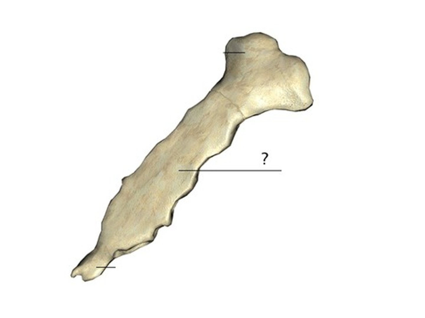<p>Ex: Sternum</p>