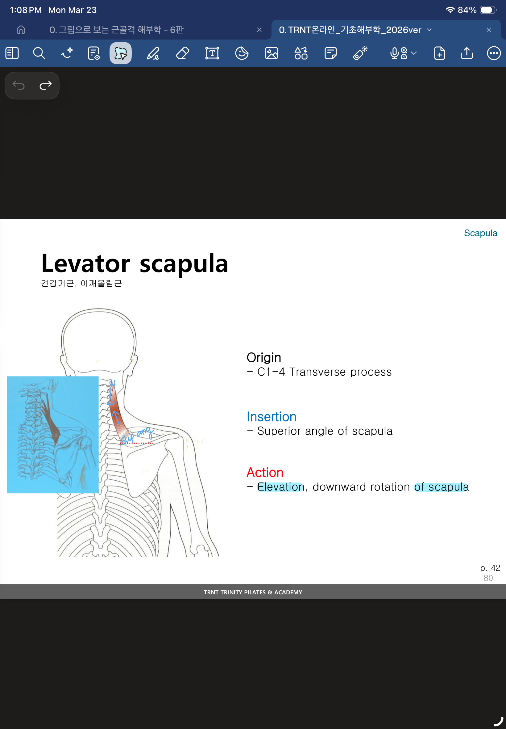 <p>Superior angle of scapula → C1 - C4 Transverse Process</p>