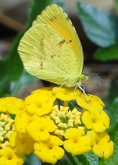 <p>jaune</p>