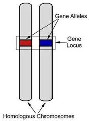 <p>alternative form of a gene (one member of a pair) located at a specific position on a specific chromosome (a letter)</p>