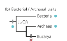 <p>What does the Bacterial/Archeal Traits show?</p>