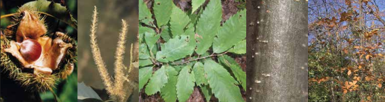 <p>Identify this tree: </p>