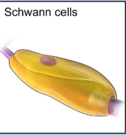 <ul><li><p>peripheral nervous system</p></li><li><p>produces myelin sheath</p></li></ul><p></p>