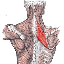 <p>Retracts scapula</p>