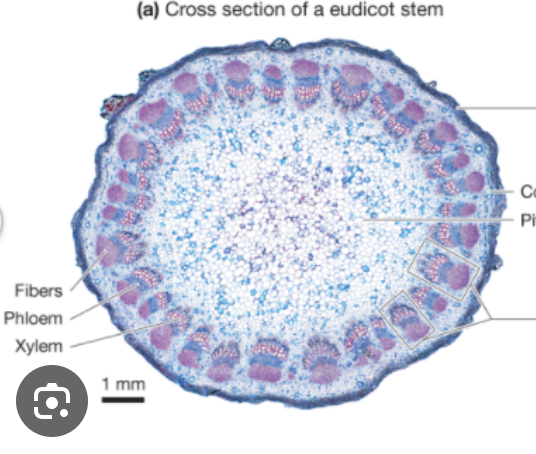 <p>Secondary growth occurs in the ________ _________, occuring in a ring shape in Eudicots</p>