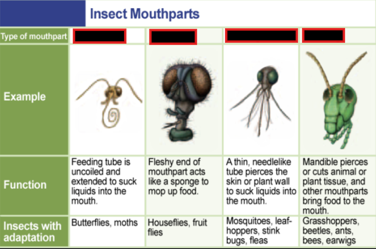 <p>name the four most common mouth part </p>