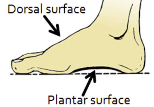 <p>refers to the sole (bottom) surface of the foot </p>