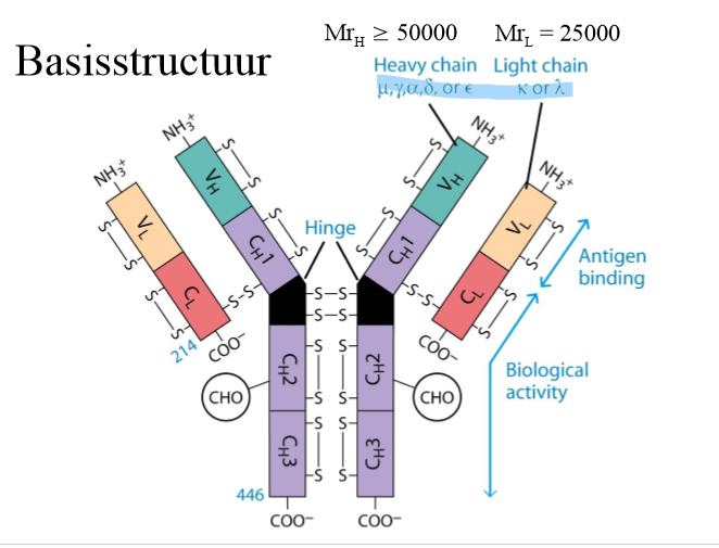 <ol><li><p>→ 2 identieke antigeenbindingsplaatsen</p></li><li><p>→ kunnen 2 epitopen binden → 2 antigenen verbinden met elkaar (crosslinken) OF 2 epitopen op zelfde antigen binden</p></li></ol><p></p>