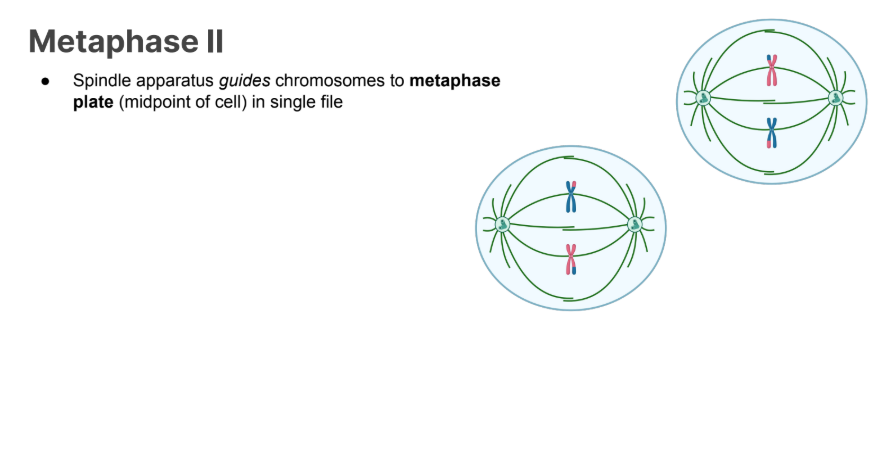 <p>● Spindle apparatus guides chromosomes to metaphase plate (midpoint of cell) in single file</p>