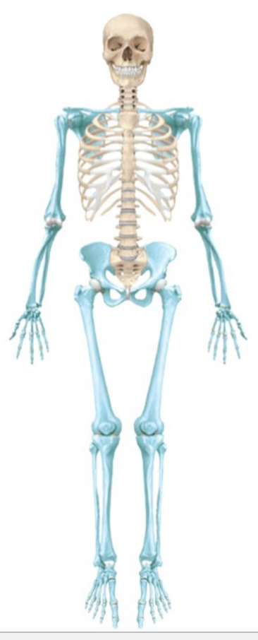 <p>Bones that make up the extremities</p>