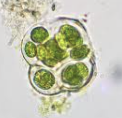 <p><strong>Domain: </strong>Bacteria</p><p><strong>Kingdom:</strong> Bacilliati</p><p><strong>Phylum:</strong> Cyanobacteria/Cyanobacteriota</p>