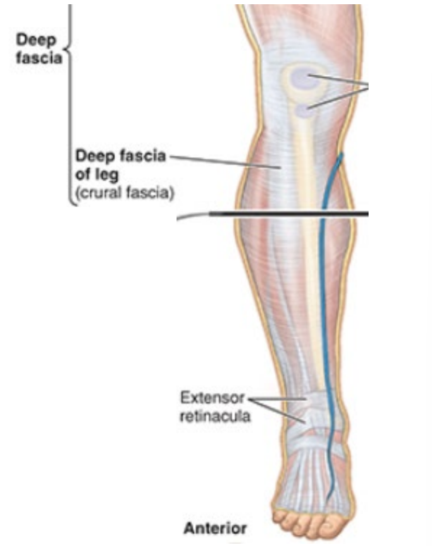 <ul><li><p>strong bands of fascia that cover tendons passing from ant compt of leg to foot</p></li><li><p>prevent bowstring of tendons</p></li><li><p>like wrist tendons</p></li></ul><p></p>