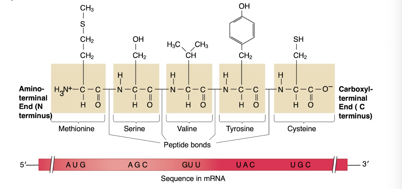 <p>-the polypeptide has this</p><p>-with the N terminus parallel to the 5â end of the mRNA and the C terminus parallel to the 3â end of mRNA</p>