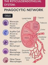 <p>MACROPHAGE</p><ul><li><p>Reticuloendothelial cells  </p></li></ul><p></p>