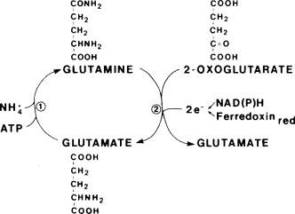 <p>What is ammonia assimilation </p>