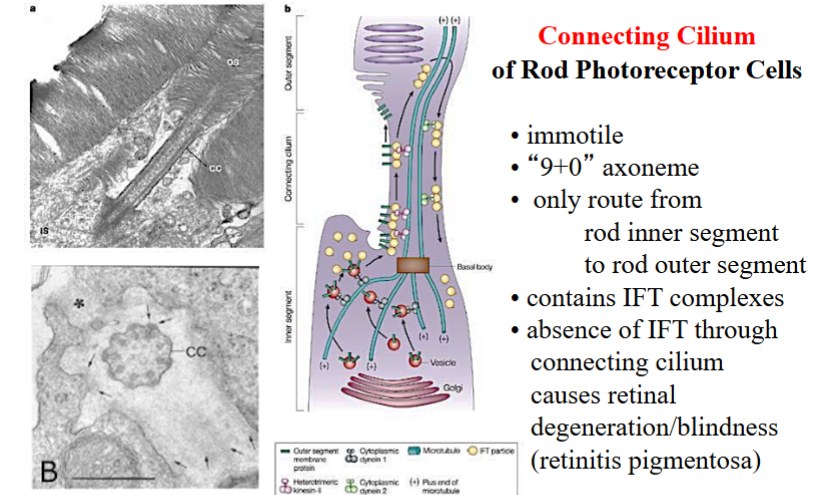 <p><span style="background-color: transparent;"><strong>The Transition Zone</strong></span></p>