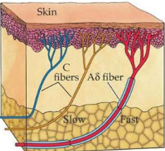<p>Receptors made up of free nerve endings that are used to detect potentially damaging thermal, chemical, or mechanical stimuli</p><ul><li><p>In epidermis</p></li><li><p>Peripheral pain receptors</p></li><li><p>Very high threshold (damaging heat detected around 45 °C</p></li><li><p>Axons are lightly myelinated or not myelinated</p><ul><li><p>Very slow</p></li><li><p>Tightly wired to reflexes- signal only has to travel to the spinal cord</p></li></ul></li></ul><p></p>