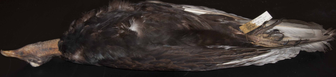 <p>New World Vulture </p>