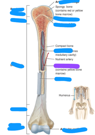 <p><span style="background-color: transparent;">Hollow space within diaphysis</span></p>