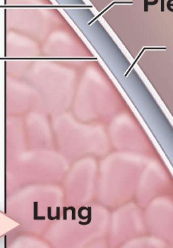 <p>ID from superior to inferior (top three)</p>