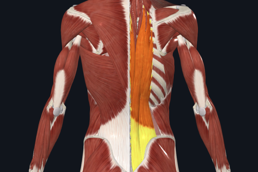 <p><span>What muscle is this?</span></p>