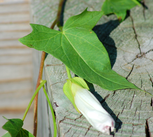 <p>Identify the weed</p>