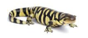 <p>What is the name of this organism (adult)?</p>