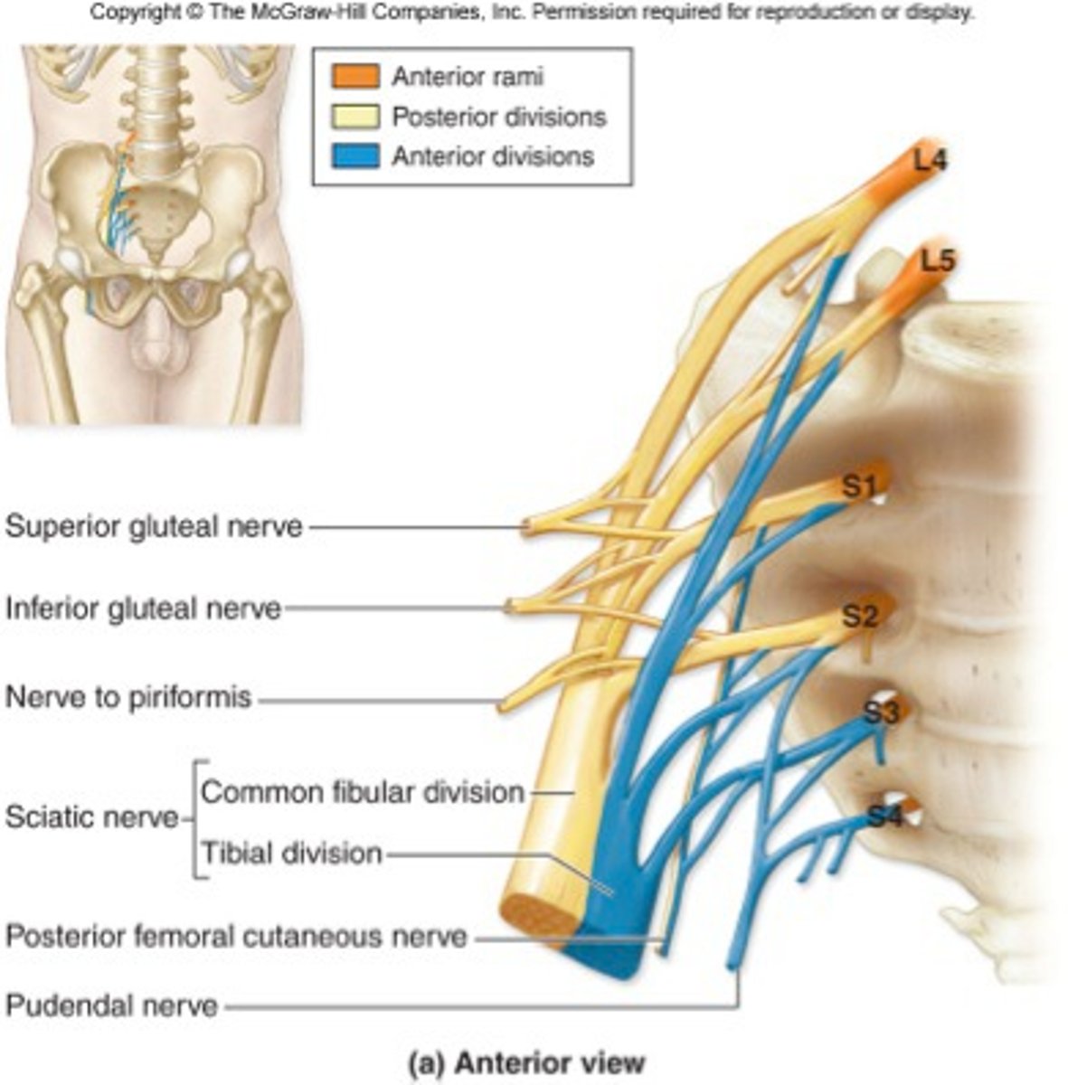 <p>Lower limbs (L4-S4), gives sciatic nerve</p>