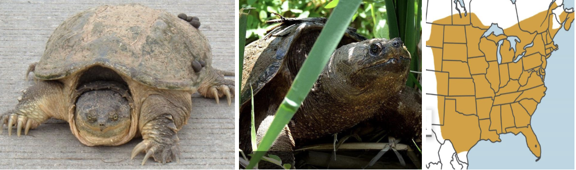 <ul><li><p><span style="background-color: transparent;"><strong>Habitat:</strong> </span><span>water bodies with muddy bottoms and abundant aquatic vegetation</span></p></li><li><p><span style="background-color: transparent;"><strong>Diet:</strong> </span><span>aquatic vegetation, fish, invertebrates, small mammals, birds, carrion</span></p></li><li><p><span style="background-color: transparent;"><strong>Characteristics:</strong> semi-aquatic, relatively flat, </span><span>large blocky head with pointed snout</span><span style="background-color: transparent;">, dingy brown all over, </span><span>often algae-covered shell with jagged rear edges, massive claws</span><span style="background-color: transparent;">, long tails with saw-toothed crests, cannot fully retract into shell, rely on fast aggressive snapping bites for defense</span></p></li></ul><p></p>