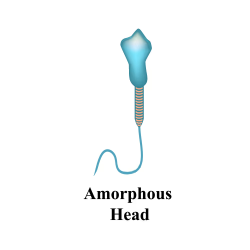 <p>Amorphous Head sperm</p>