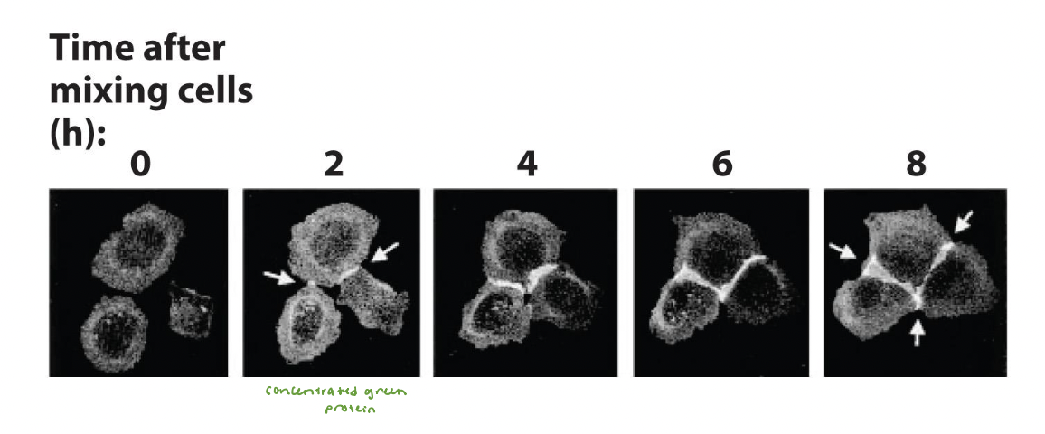 <p>mediates adhesive connections in cultured MDCK epithelial cells </p><ul><li><p>clusters mediate initial attachment of cells into sheets </p></li><li><p><em><u>experiment results</u></em>: </p><ul><li><p>mediates initial attachment and subsequent zippering together of the epithelial cells </p></li><li><p>forms bicellular junctions and tricellular junctions </p></li></ul></li></ul><p></p>