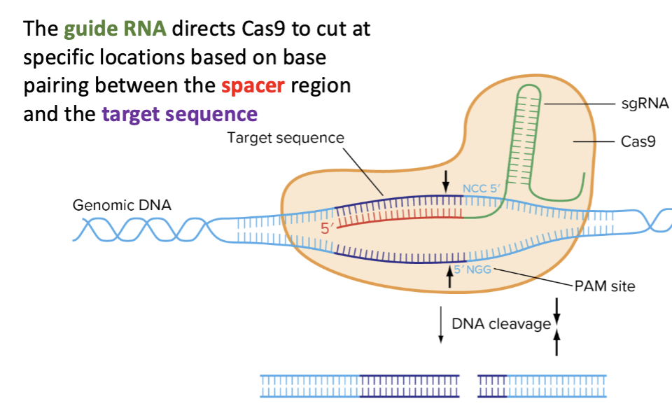 <p>The guide RNA directs Cas9 to cut at specific locations based on base pairing between the spacer region and the target sequence</p>