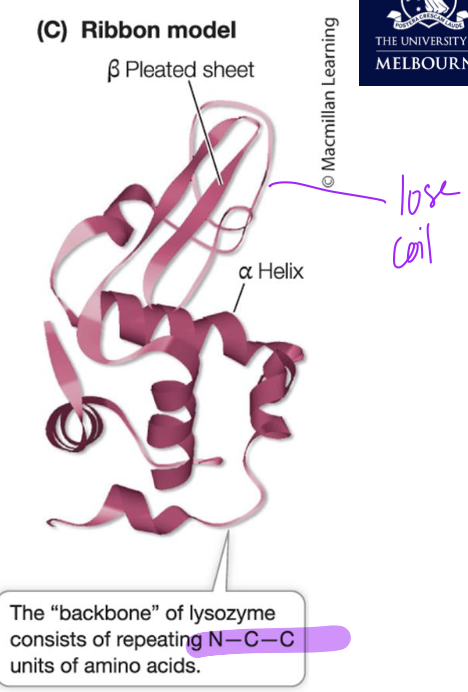 <p>Ribbon shows secondary structures and primary structure (secondary not formed) with the loose coil but altogether makes functioning tertiary structure</p>