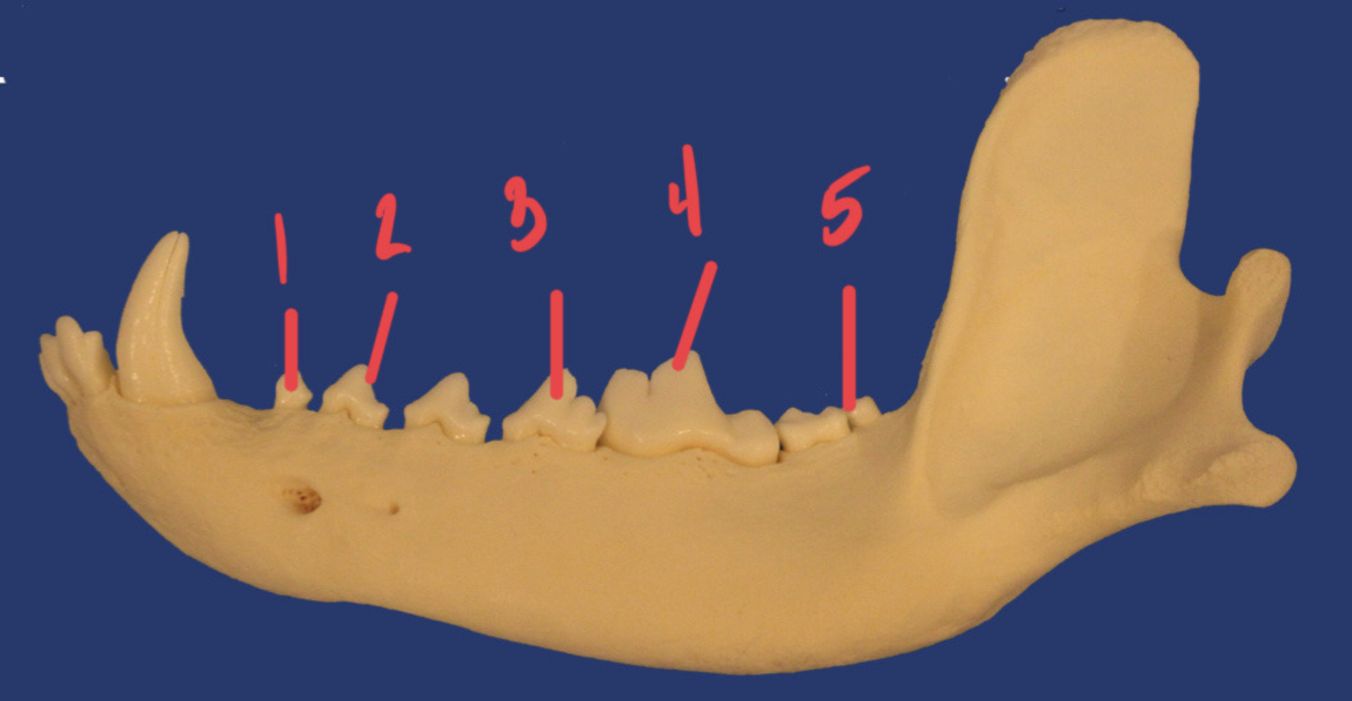 <p>What is the number according to the triadan system for 2? How many roots does it have and what animal is this?</p>