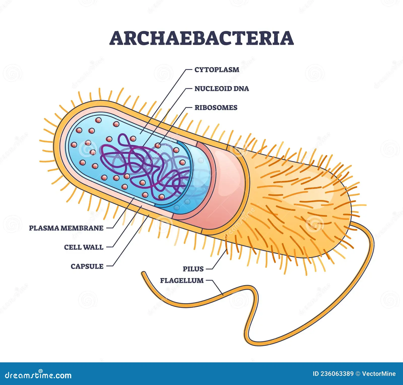 <ul><li><p>Flagellum</p></li><li><p>Pili</p></li></ul><p></p>
