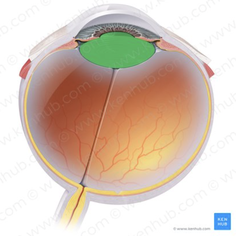 <p>Focuses light onto retina.</p>