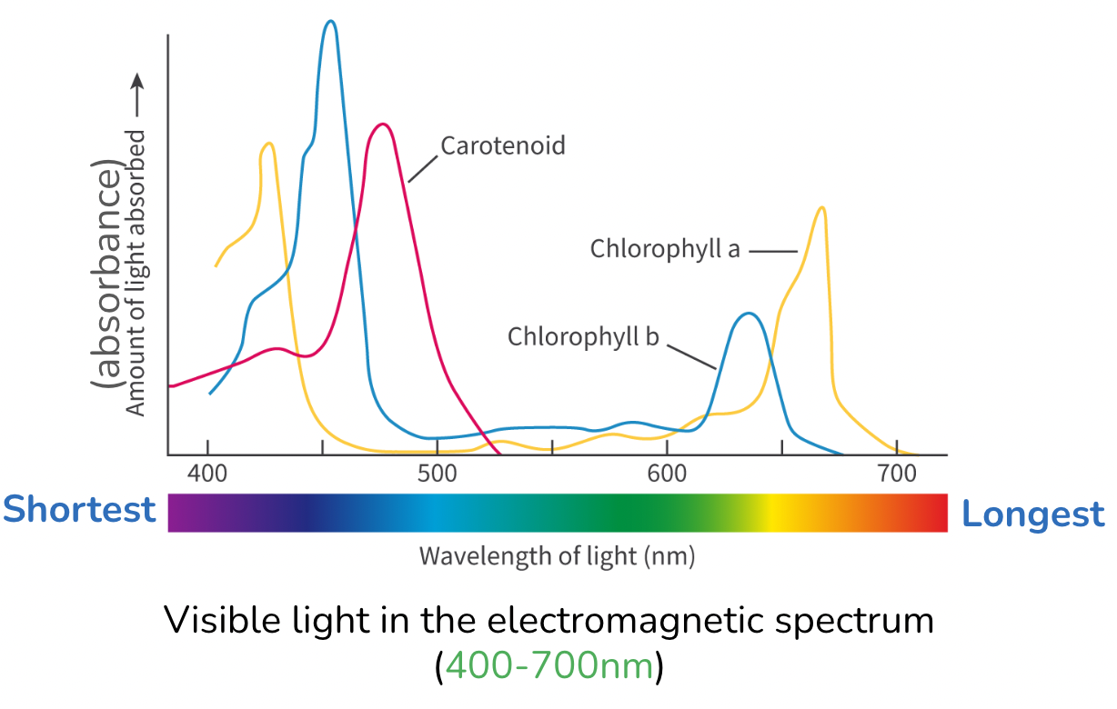 <p>Shows the wavelengths of light a pigment absorbs </p>