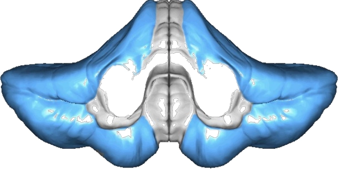 <p><span>What is the cerebrocerebellum, and what does its experiment with the monkey show?</span></p>