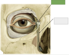 <p>Lacrimal sac: this is the</p>