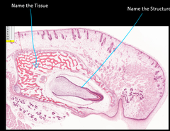 <p>Name the structure</p>