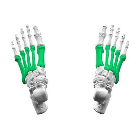 <p>What are the bones between the ankle and toes called?</p>